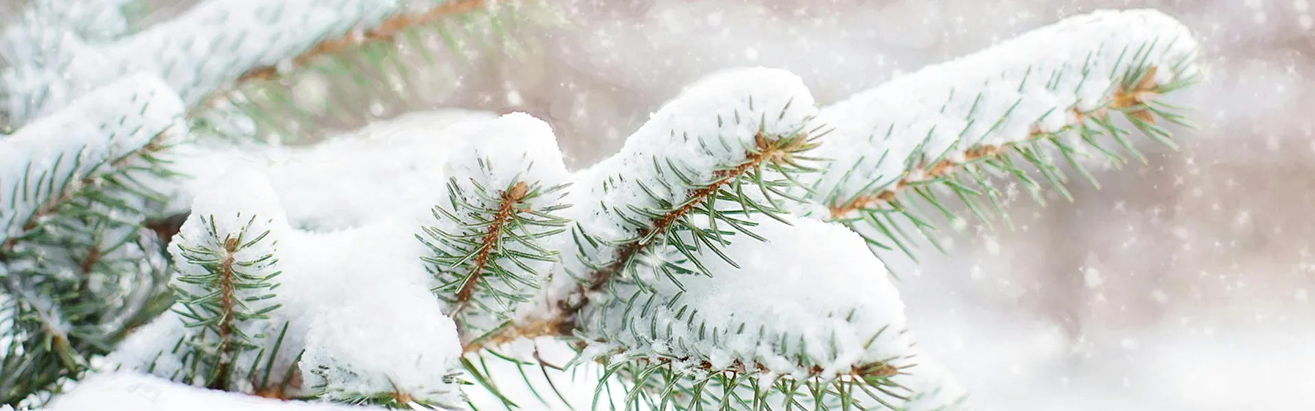 Season's Greetings 2026!